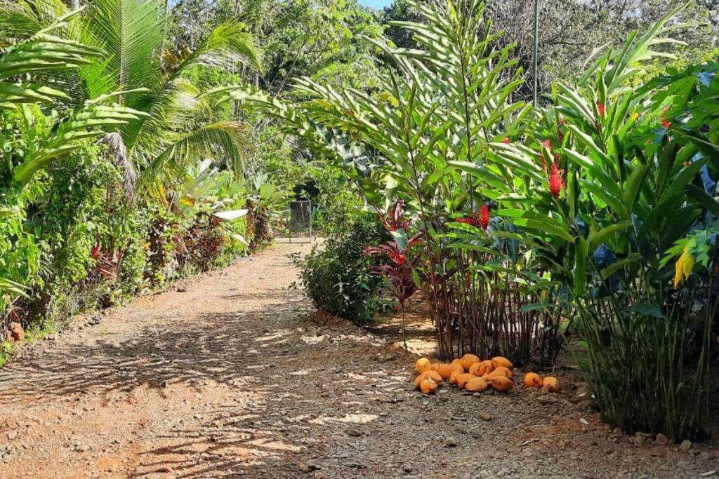 Hospedaje Valencia Osa, Cr Potrero  Ngoại thất bức ảnh